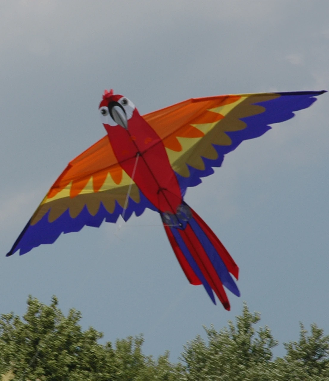 Macaw 4 Macaw - Image 2