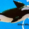 6' Killer Whale - Banner -Default Template 6 IMG 9358 23363.1674323596