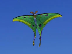 Luna Moth -Default Template 6 Luna Moth 38961.1424052418